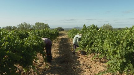 Recogida de la uva en bodegas del Somontano (Huesca)./ Aragón TV
