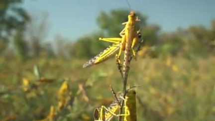 Las langostas son un insecto que llega de África. / Aragón TV