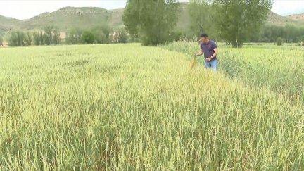 En la zona del Jiloca, en Teruel, este martes cayó granizo del tamaño de canicas que ha arrasado los campos de cereal. / Aragón TV