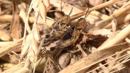 Las langostas han puesto en alerta a los agricultores de Farlete. / Aragón TV