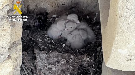 Nido de cernícalos hallado en la torre de Santiago del Pilar (Zaragoza). / Guardia Civil