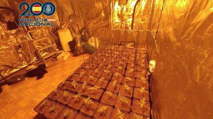 La plantación de marihuana hallada en el domicilio de uno de los detenidos. / Policía Nacional