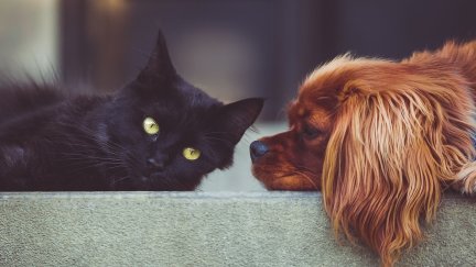 Aragón ha lanzado un carné electrónico de identificación con todos los datos necesarios para un correcto seguimiento de los animales. / Pixabay