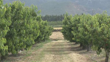 37 peritos evalúan este lunes siniestros en el campo aragonés. / Aragón TV