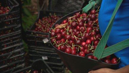 Recolección de cereza. / Aragón TV