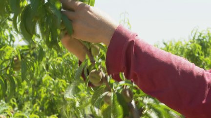 Trabajador en la recogida de la fruta. / Aragón TV