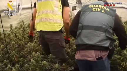 Una de las últimas plantaciones de marihuana desmanteladas en Aragón./ Guardia Civil
