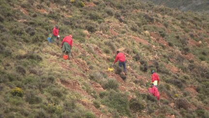 Trabajos de reforestación en Tarazona. / Foto: Aragón Noticias.