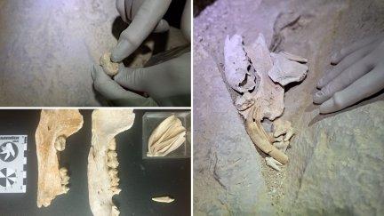 Restos fósiles hallados en una cavidad en el macizo de Cotiella (Huesca). / Grupo Aragosaurus y Anchel Belmonte