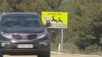 La mayoría de los siniestros son provocados por jabalíes y corzos. / Aragón TV