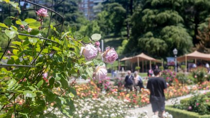 Rosas en la Rosaleda del parque del Oeste en Madrid. / Europa Press