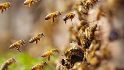 Un hombre ha fallecido en Alcaine por el ataque de abejas. / Canva