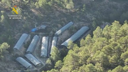 Las plantas estaban distribuidas en nueve invernaderos. / Guardia Civil