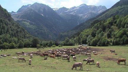 La trashumancia repercute en la erosión, composición del suelo y en la calidad de los pastos. / Aragón TV