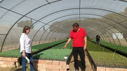 El vivero mantiene actualmente unas 637.000 plantas. / Gobierno de Aragón