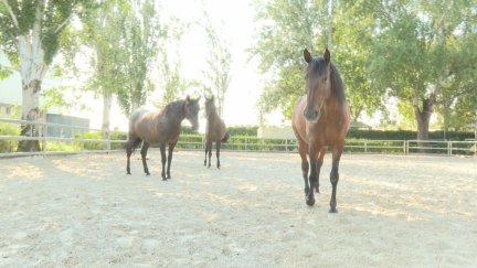 Ocho caballos y seis agentes componen la Unidad de Caballería de Zaragoza. / Aragón TV