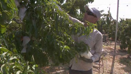 Recogida del melocotón embolsado de Calanda. / Aragón TV
