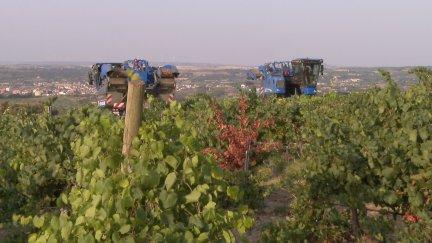 Las uvas blancas son las más delicadas y también las primeras en recogerse. / Aragón TV