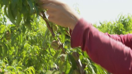 Temporero recogiendo fruta. / Archivo