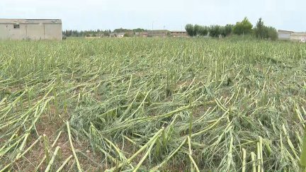 Así quedaron los campos de maíz en Orillena. / Aragón TV