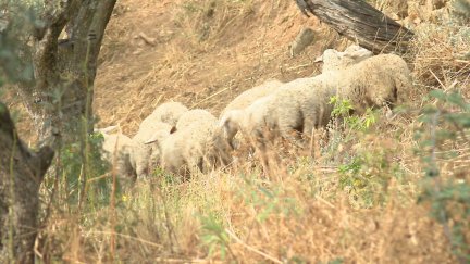 Pastoreo para prevenir incendios en Huesca. / Aragón TV