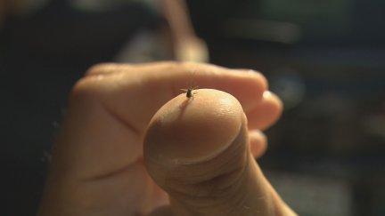 La presencia de los mosquitos este año se ha reducido debido a las altas temperaturas. / Aragón TV