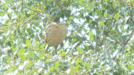 Avispero en un árbol. / Aragón TV