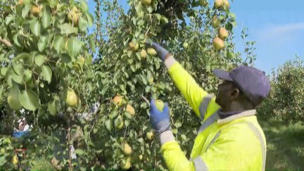 Se calcula recoger 150 millones de kilos de fruta de pepita. / Aragón TV