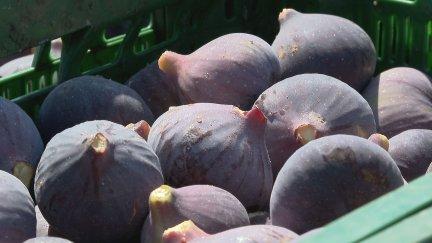 Se espera una producción de un millón de kilos de higos en Fraga. / Aragón TV