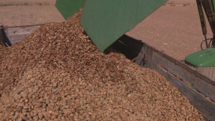 Almendras recogidas durante la campaña. / Aragón TV