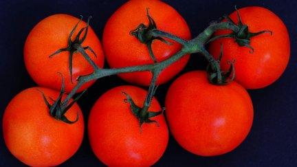 El Banco de Semillas de Tomate Antiguo guardará las semillas de los tomates ganadores. / Unsplash