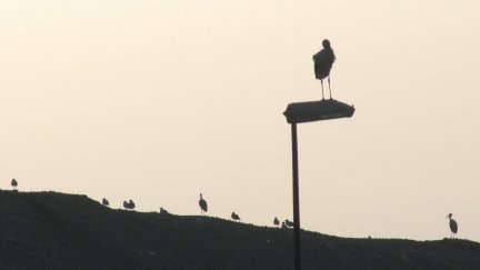 Algunos ejemplares jóvenes aún alzan el vuelo en estas fechas rumbo a tierras africanas, pero los adultos han dejado de hacerlo. / Aragón TV