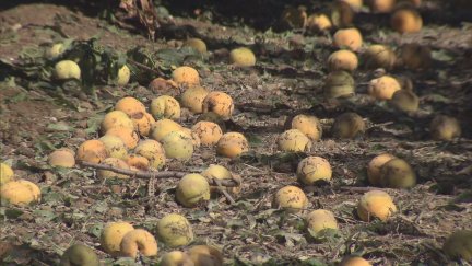 Agroseguro cifra en más de 25 millones de euros los daños por la tormenta. / Aragón TV