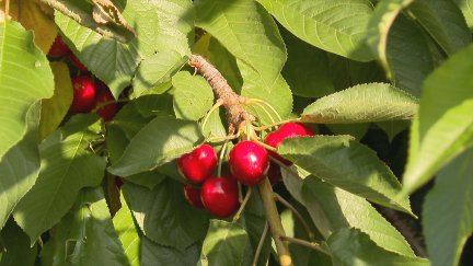 Aragón es uno de los mayores productores de cereza del mundo y concentra el 40 % de la producción nacional. / Aragón TV