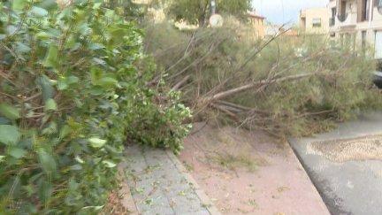 La lluvia y el viento han causado importantes destrozos. / Ayuntamiento de Binéfar