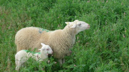 Agricultura recuerda la importancia de la vacunación frente a la lengua azul. / Gobierno de Aragón