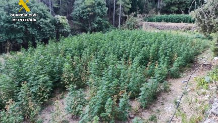 La plantación desmantelada en Valderrobres. / Guardia Civil