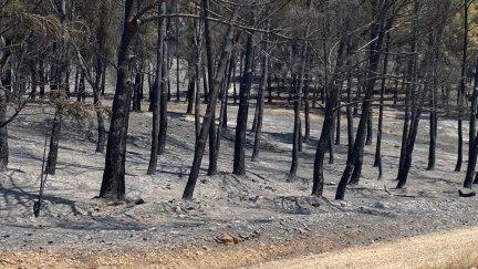Los incendios han sido un quebradero de cabeza de las comunidades este pasado verano. / Europa Press