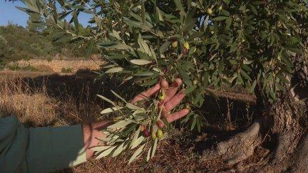 Un olivo en Valjunquera. / Aragón TV