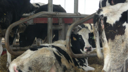 Agricultura ha confirmado el negativo detectado en un caso en Tamarite de Litera (Huesca). / Gobierno de Aragón