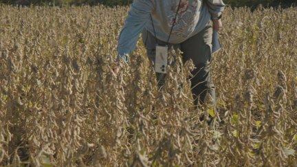 La soja tiene un alto valor proteico cada vez más demandado para el consumo humano. / Aragón TV