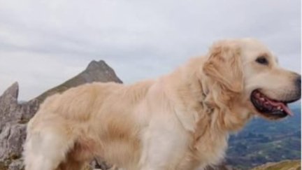 Kona es un Golden retriever de unos 30 kilos. / Instagram