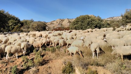Un rebaño de ovejas, animal que suele ser sufren la enfermedad de la lengua azul. / Aragón TV