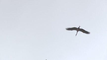 Las grullas se convierten es espectáculo en su paso por Gallocanta. / Aragón Tv