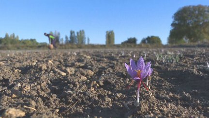 Un campo de azafrán este lunes en Fuentes Claras (Teruel). / Aragón TV