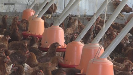 Las gallinas vivirán en interior hasta finales de febrero por la gripe aviar. / Aragón TV