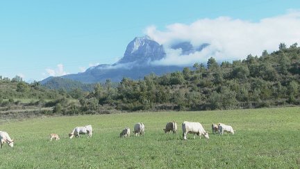 El ganado con sello ecológico debe cumplir unas especificidades muy concretas. / Aragón Tv