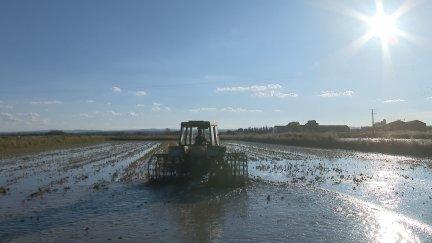 Tierras de cultivo de arroz en Aragón donde se lleva a cabo la cosecha de este año. / Aragón TV