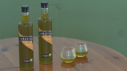 El aceite del Somontano entra en el registro de DOP de la Unión Europea y refuerza su prestigio / Aragón Noticias