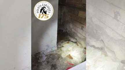 Lugar donde encontraron a los perros abandonados. / Policía Local de Zaragoza